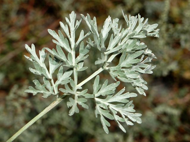 Artemisia absinthium  / Assenzio vero